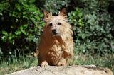 NORWICH TERRIER 030